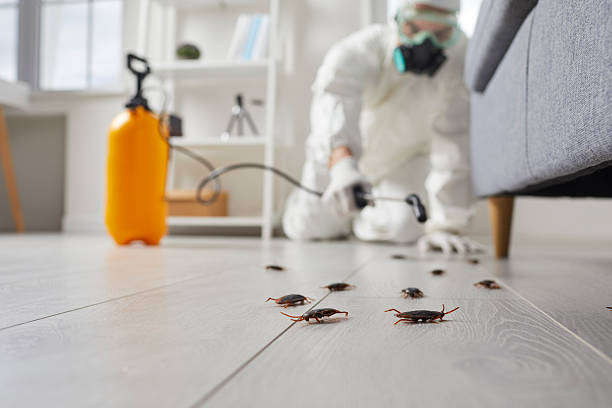 Post-Treatment Bed Bug Interceptor Monitoring in Rice Lake